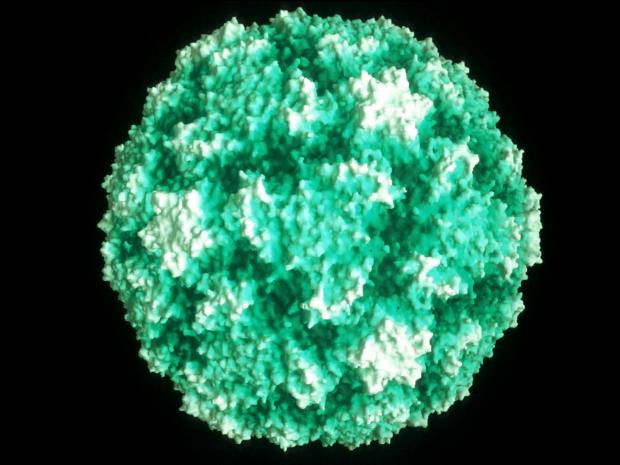 Virus rất dễ biến đổi để thoát khỏi hoạt động của hệ miễn dịch.