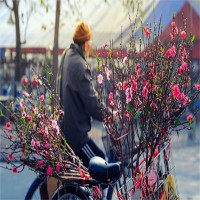 Người người mua đào là đốt gốc nhưng liệu bạn có biết sự thật này? Người người mua đào là đốt gốc nhưng liệu bạn có biết sự thật này?