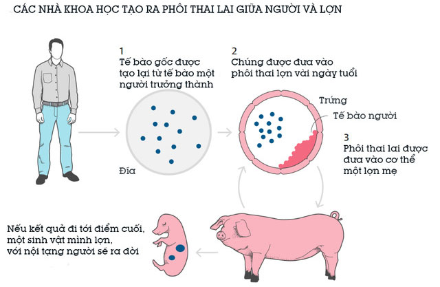 Quá trình lai tạo phôi thai người và lợn.