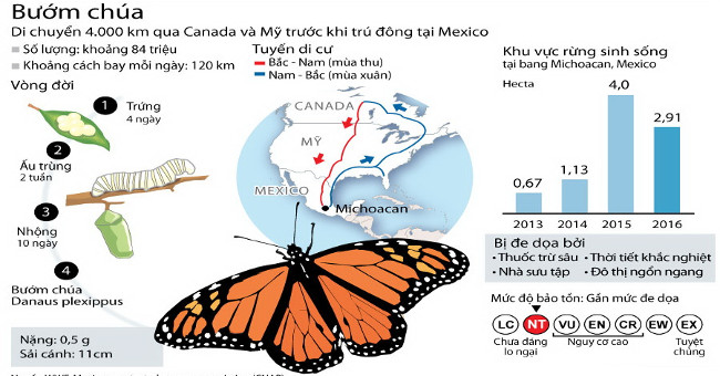 Những điều chưa biết về loài bướm chúa Bắc Mỹ