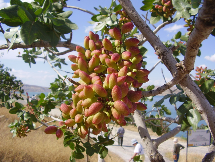 Hàm lượng cao các chất chống oxy hóa như vitamin A và E trong hạt dẻ cười có thể giúp cơ thể chống lại chứng viêm
