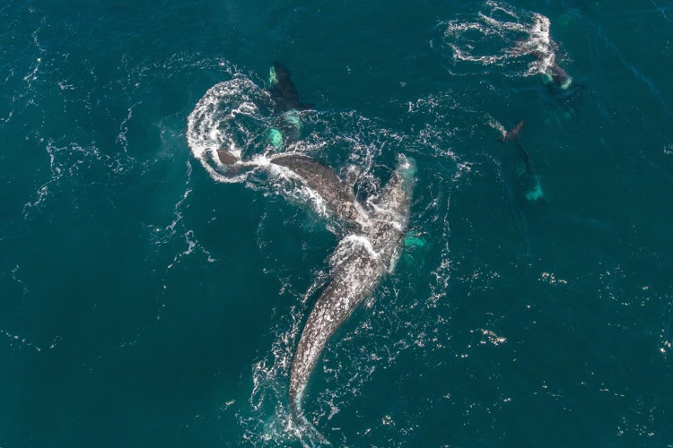 Cá voi xám con trèo lên lưng mẹ để tránh đòn tấn công của đàn cá voi sát thủ đang áp sát.
