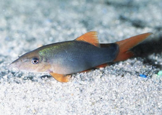 Cá heo nước ngọt có thể được chế biến thành nhiều món ăn ngon 