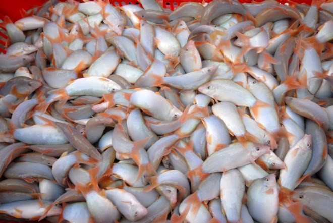 Cá heo nước ngọt thường xuất hiện nhiều vào mùa nước nổi (khoảng tháng 7 đến tháng 10 âm lịch) ở đồng bằng sông Cửu Long. 