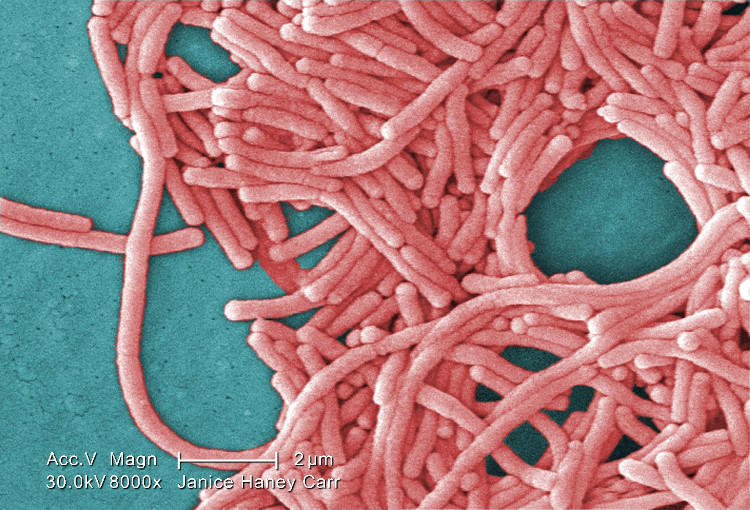 Legionella pneumophila khi xâm nhập vào cơ thể sẽ gây bệnh nhiễm trùng phổi.