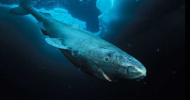 Cá mập Greenland