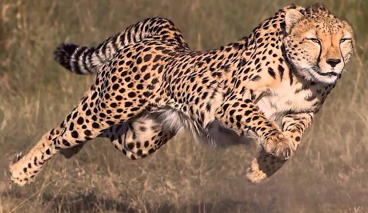 Báo đốm là động vật nhanh nhất trên cạn.