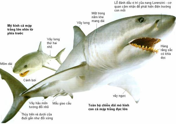 Cá mập trắng rất mạnh mẽ với những cú đớp nhanh như chớp và đầy uy lực.