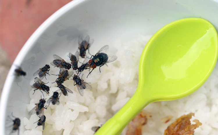 Ruồi có thể vận chuyển mầm bệnh cho con người qua đường tiêu hóa.