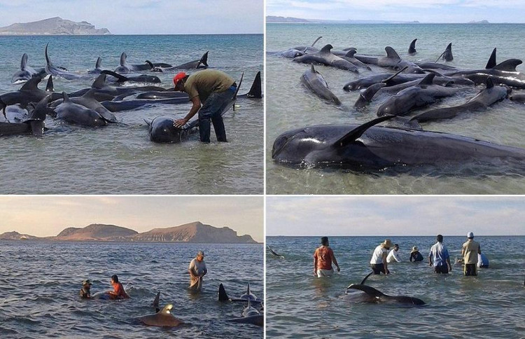 Cá voi hoa tiêu mắc cạn trên bãi biển Punta Bufeo ở Baja California. 