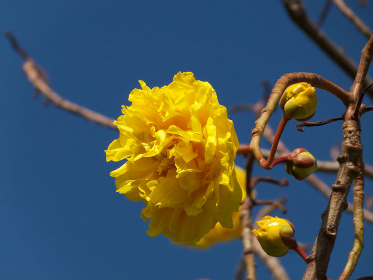 Cây mai hoa đăng có tên khoa học là Cochlospermum religiosum. 