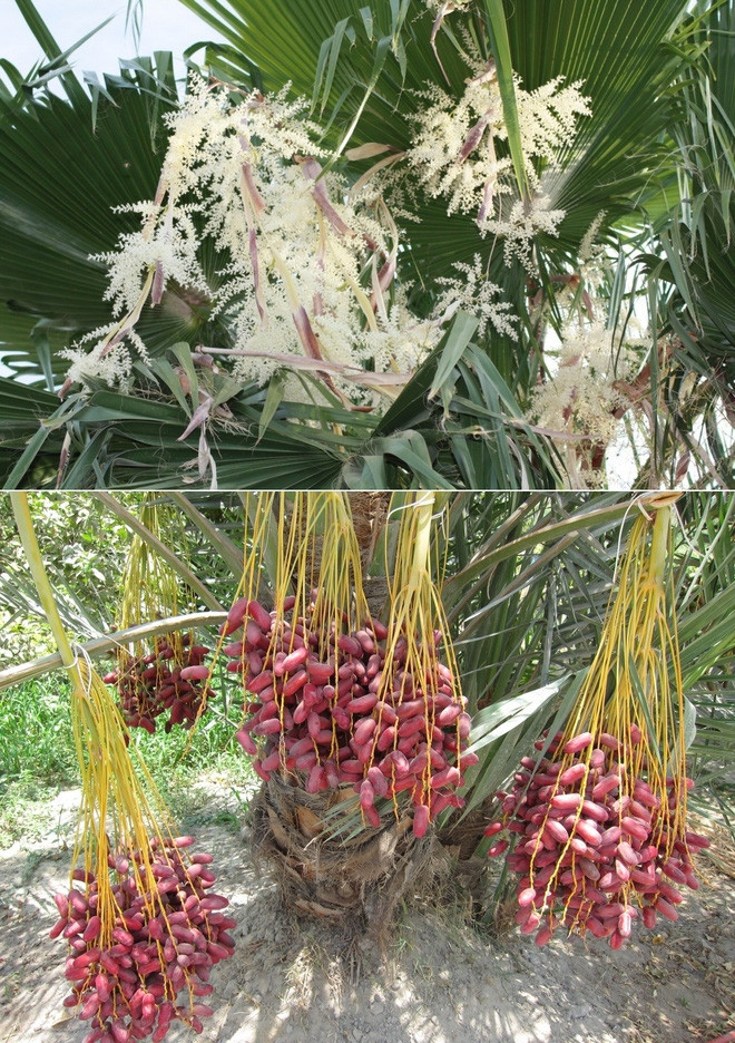 Quả chà là