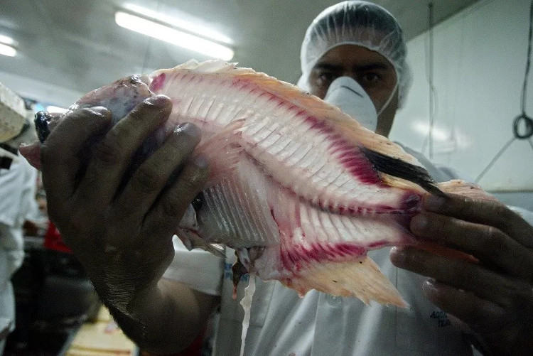 Sản xuất cá rô phi toàn cầu đang đối mặt với nguy cơ rất lớn do virus TiLV.