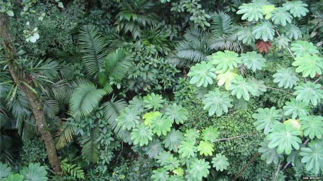 Mỗi loài cây có hình dạng và kích thước lá khác nhau