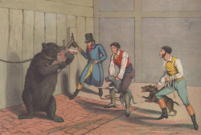 Pitbull từng chiến đấu với cả gấu ở đấu trường. 