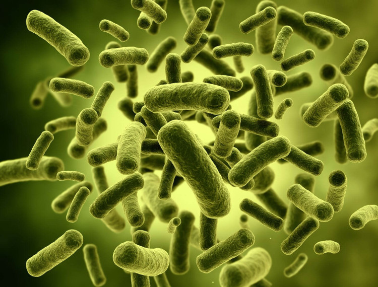 Lợi khuẩn Bifidobacterium sống chủ yếu ở đại tràng.