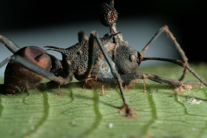 Khi một con kiếm bị "nhiễm" nấm, nó sẽ biến thành một con kiến xác sống