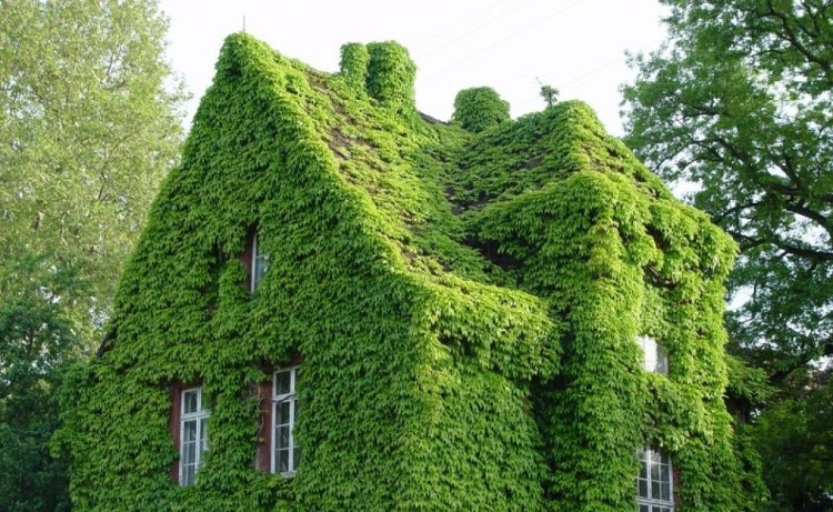 Thường xuân (Hedera helix) là thảo dược chữa bệnh hô hấp hiệu quả.