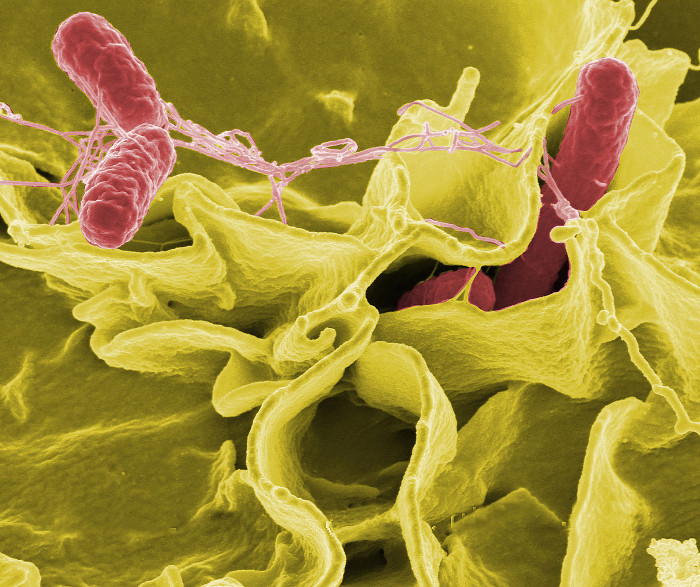 Salmonella có thể có mặt trong gia cầm, cá, sữa và các sản phẩm từ sữa… chưa được đun nấu kỹ