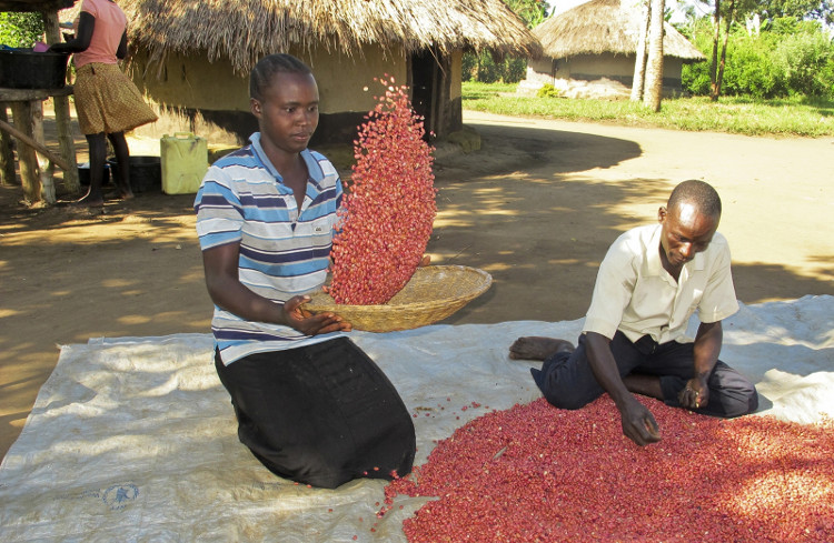 Người dân Uganda thu hoạch “siêu đậu” NABE15.