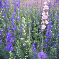 Kỹ thuật trồng hoa violet nở đúng dịp Tết chỉ vài bước đơn giản Kỹ thuật trồng hoa violet nở đúng dịp Tết chỉ vài bước đơn giản