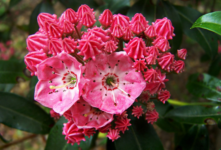 Nguyệt quế núi loài hoa xinh xắn đại diện cho bang Conneticut của Mỹ. 