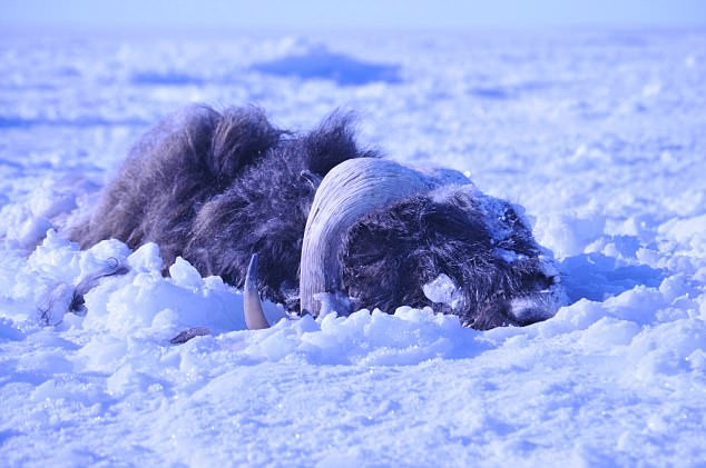 Một con bò rừng bị chết vì tuyết phủ.