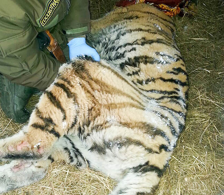 Các nhân viên cứu hộ điều trị cho con hổ. 