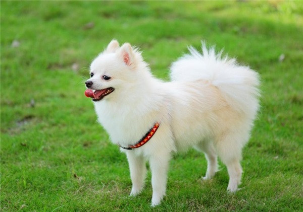 Chó Phốc sóc (Pomeranian/Pom).