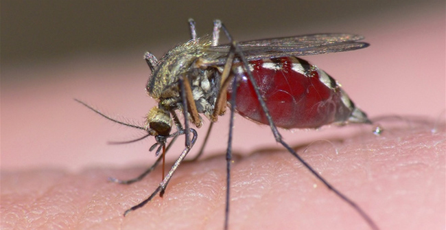 10 quan niệm sai lầm về phòng tránh muỗi: Hóa ra trồng sả có thể phản tác dụng