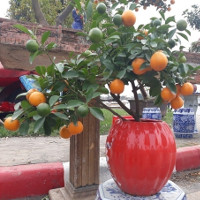 Cách trồng cây quất trong chậu đơn giản nhất Cách trồng cây quất trong chậu đơn giản nhất