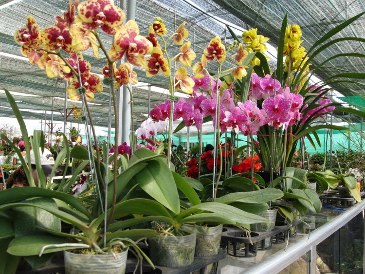 Buộc dây vào gốc và buộc cố định chắc chắn sang hai bên không cho cây bị lung lay khi cầm chậu.