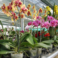 Hướng dẫn cách chăm sóc lan hồ điệp sau Tết Hướng dẫn cách chăm sóc lan hồ điệp sau Tết