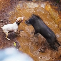 Video: Sốc cảnh đấu trường chó pitbull tử chiến lợn rừng đẫm máu Video: Sốc cảnh đấu trường chó pitbull tử chiến lợn rừng đẫm máu