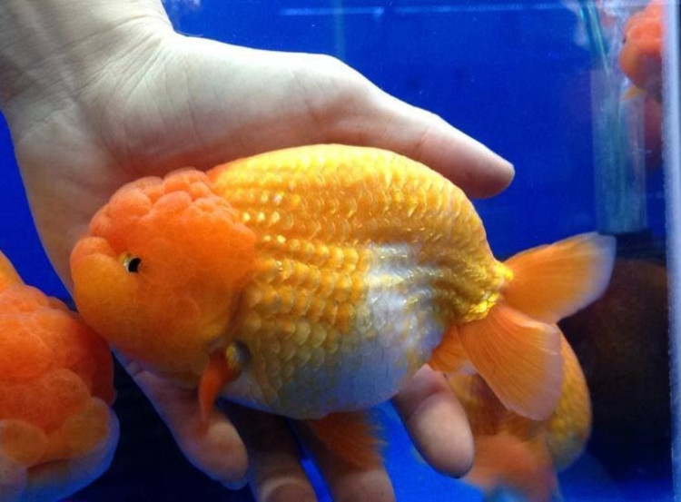 Top 10 loại cá quý hiếm và đắt nhất Việt Nam - Tri thức Việt cho người Việt