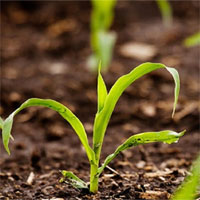 Phương pháp biến đổi gene mới giúp cây trồng mất nước ít hơn 25% Phương pháp biến đổi gene mới giúp cây trồng mất nước ít hơn 25%