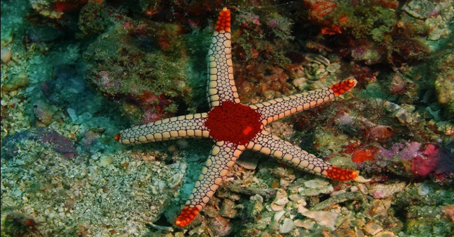 "Quái vật" kinh khủng nhất đại dương: Sở hữu nghìn mắt nhưng không có não