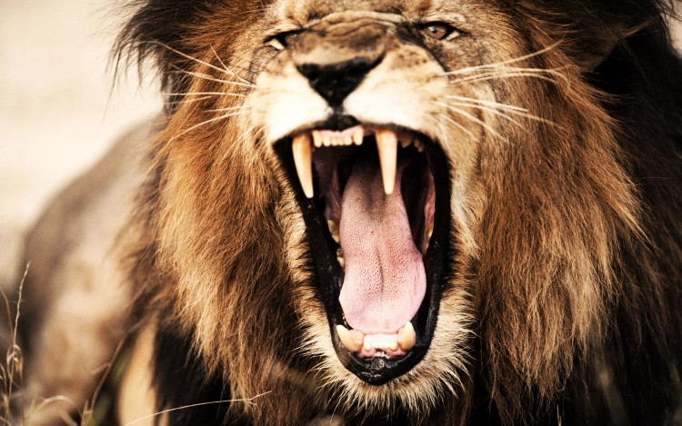 Lịch sử từng chứng kiến nhiều vụ sư tử ăn thịt người kinh hoàng. 