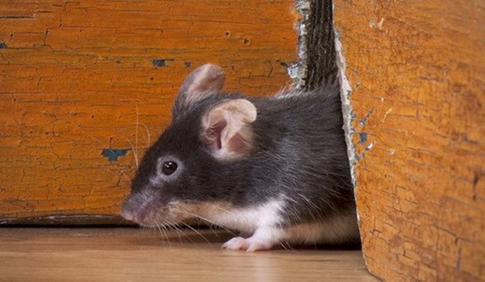 Các con chuột ở đây cũng mang nhiều chủng virus khác nhau.