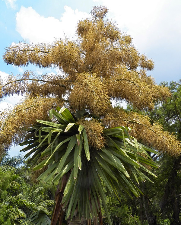 Kết quả hình ảnh cho Hoa CỠMadagascar