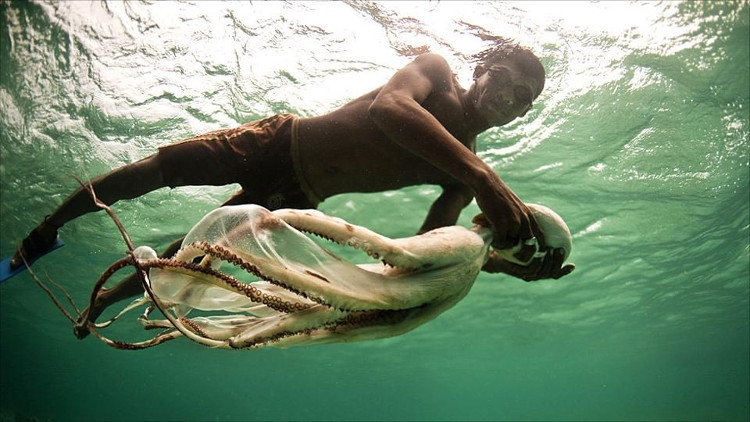 Người Bajau có thể lặn tự do rất sâu. 