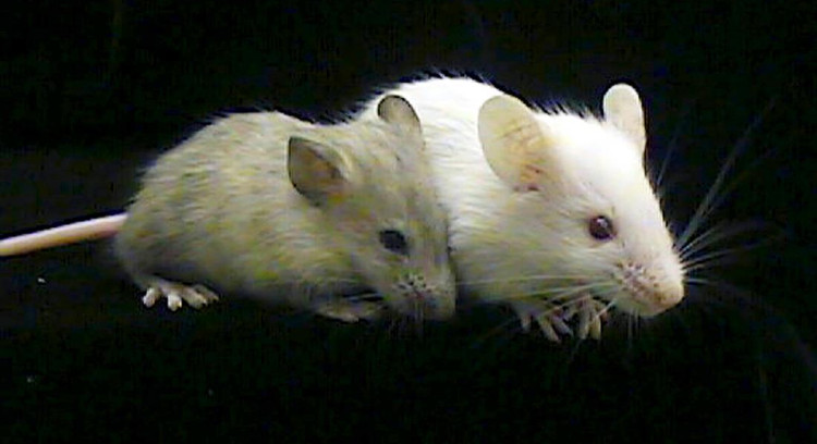 Chuột mang tế bào não người không có dấu hiệu thông minh đặc biệt. 