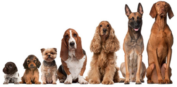 Đâu là đại diện có kích thước lớn nhất trong Họ Chó (Canidae)?