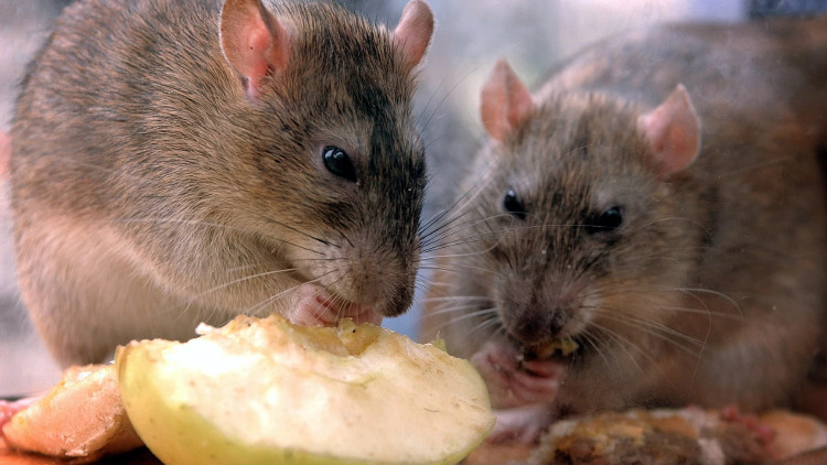 Chiến dịch diệt chuột quy mô trên 1.087km2 bắt đầu từ năm 2011.