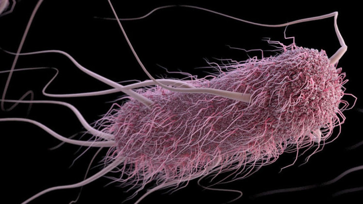 Nhóm máu A rõ ràng dễ kết nối với E. coli hơn, dễ gây tiêu chảy hơn các nhóm khác.