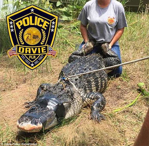 Một con cá sấu mới bị nhân viên bắt giữ.