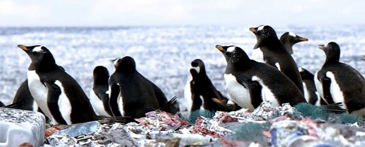 Xung quanh chim cánh cụt toàn là túi nylon và rác nhựa.