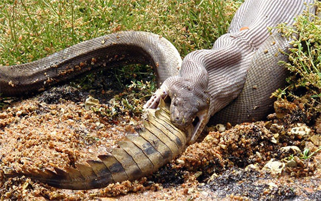 Sau khi đánh nhau kịch liệt gần 5 giờ, một con trăn to lớn đã giết chết một con cá sấu và kéo con mồi lên bờ đánh chén.