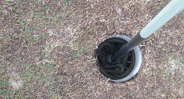 Rắn Eastern Brown là loài rắn phổ biến ở Australia, xếp loại cực độc thứ hai thế giới.