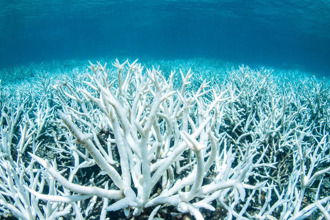 Đoạn san hô bị tẩy trắng tại Great Barrier.